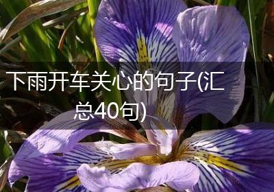 下雨开车关心的句子(汇总40句)