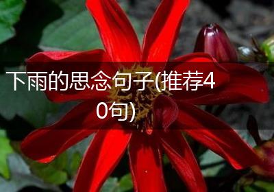 下雨的思念句子(推荐40句)