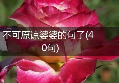 不可原谅婆婆的句子(40句)