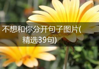 不想和你分开句子图片(精选39句)