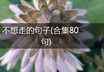 不想走的句子(合集80句)