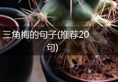 三角梅的句子(推荐20句)
