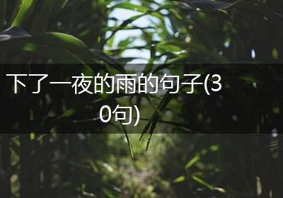 下了一夜的雨的句子(30句)