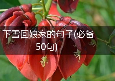 下雪回娘家的句子(必备50句)