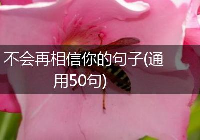不会再相信你的句子(通用50句)