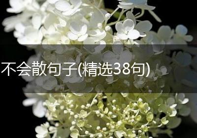 不会散句子(精选38句)