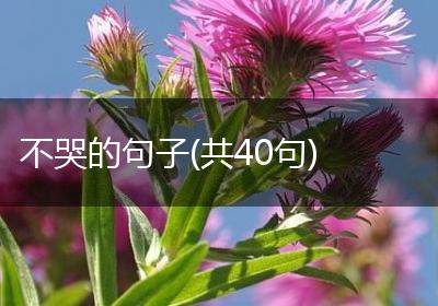 不哭的句子(共40句)