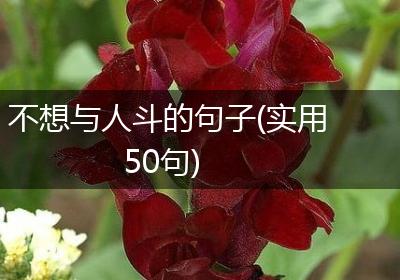 不想与人斗的句子(实用50句)