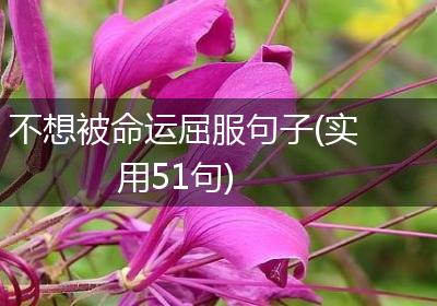 不想被命运屈服句子(实用51句)
