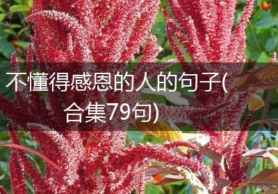 不懂得感恩的人的句子(合集79句)