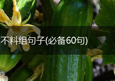 不料组句子(必备60句)
