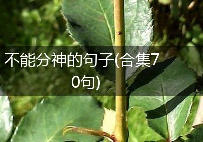 不能分神的句子(合集70句)