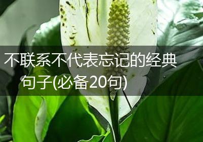 不联系不代表忘记的经典句子(必备20句)
