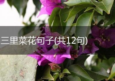 三里菜花句子(共12句)