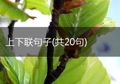 上下联句子(共20句)