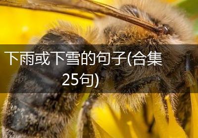 下雨或下雪的句子(合集25句)