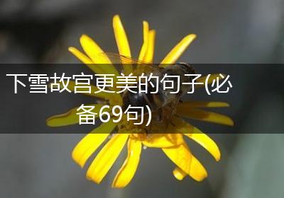 下雪故宫更美的句子(必备69句)
