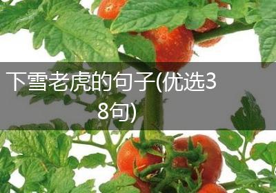 下雪老虎的句子(优选38句)