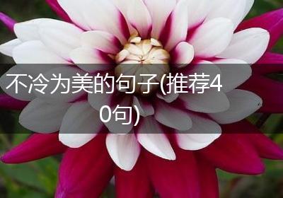 不冷为美的句子(推荐40句)