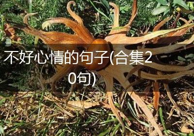 不好心情的句子(合集20句)