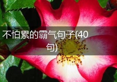 不怕累的霸气句子(40句)