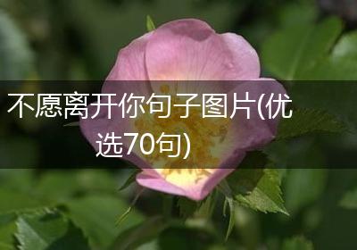 不愿离开你句子图片(优选70句)