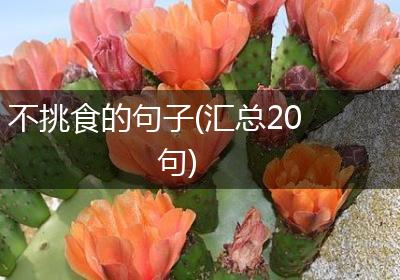 不挑食的句子(汇总20句)