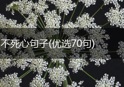 不死心句子(优选70句)
