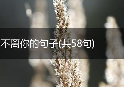 不离你的句子(共58句)
