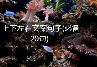 上下左右文案句子(必备20句)