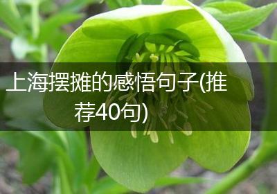 上海摆摊的感悟句子(推荐40句)