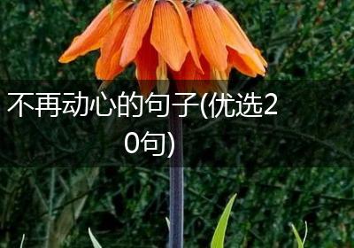 不再动心的句子(优选20句)