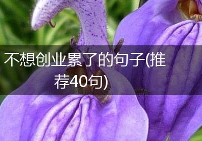 不想创业累了的句子(推荐40句)