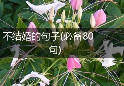 不结婚的句子(必备80句)