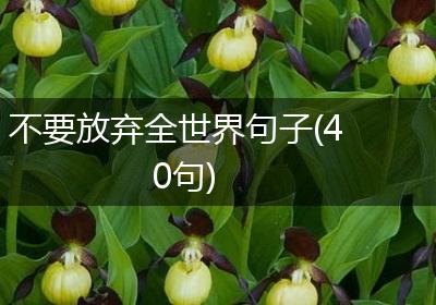 不要放弃全世界句子(40句)
