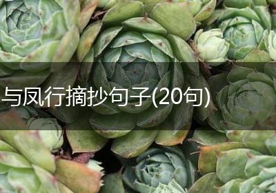 与凤行摘抄句子(20句)