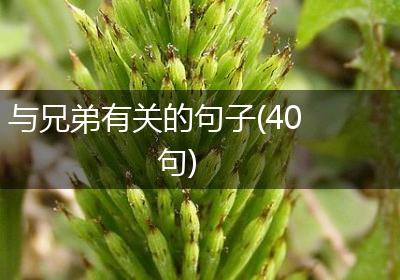 与兄弟有关的句子(40句)
