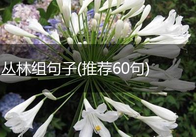 丛林组句子(推荐60句)