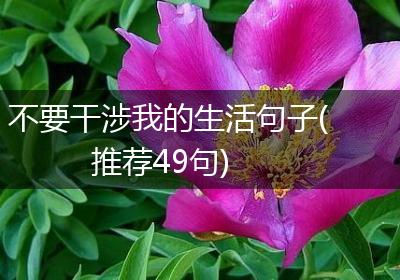 不要干涉我的生活句子(推荐49句)