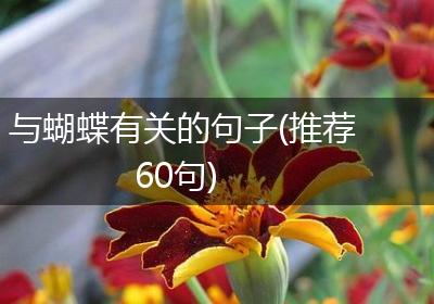 与蝴蝶有关的句子(推荐60句)
