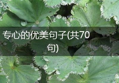 专心的优美句子(共70句)
