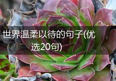 世界温柔以待的句子(优选20句)