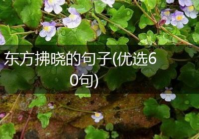 东方拂晓的句子(优选60句)
