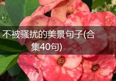 不被骚扰的美景句子(合集40句)