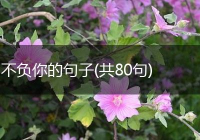 不负你的句子(共80句)