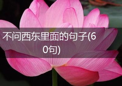 不问西东里面的句子(60句)
