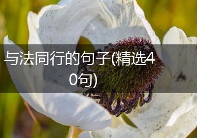 与法同行的句子(精选40句)