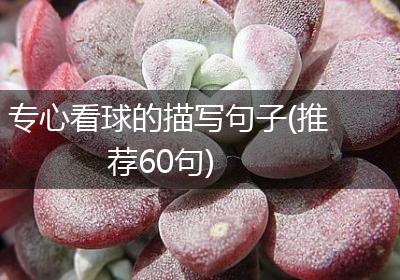 专心看球的描写句子(推荐60句)