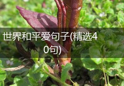 世界和平爱句子(精选40句)