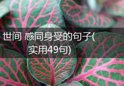 世间 感同身受的句子(实用49句)